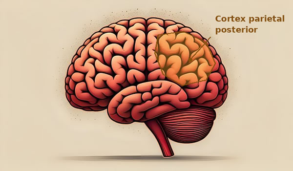 Cortex parietal posterior